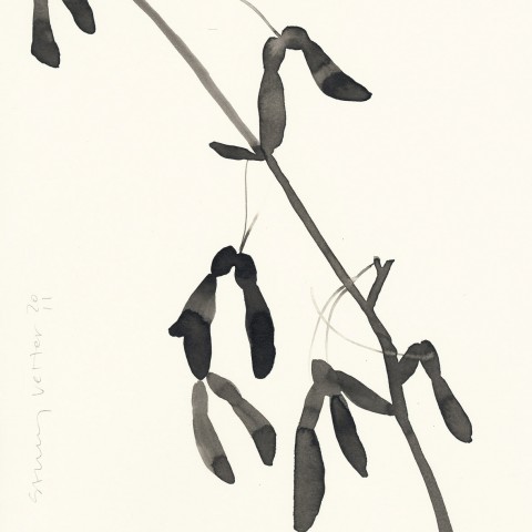 Stacey Vetter - <b>Maple Keys</b>, ink on paper, 10 x 8 inches