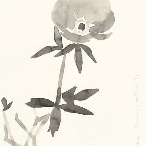 Stacey Vetter - <b>Peony</b>, ink on paper, 10 x 8 inches